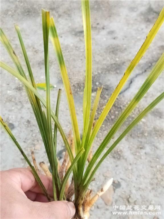 盆栽柿子树：种植与养护指南