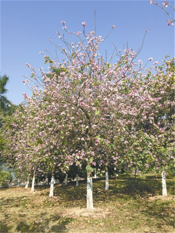 勿忘我种植方法：打造浪漫花海的记忆之花