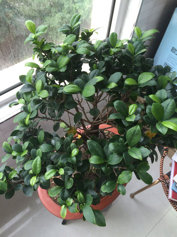 苹果盆栽修剪：让您的盆栽苹果树茁壮成长