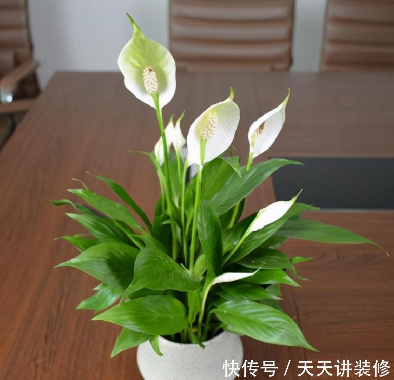 兰草盆栽季节：养护指南与最佳种植时机