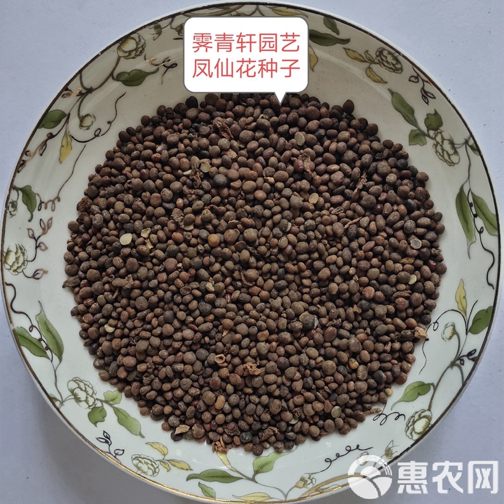 ### 盆栽玫瑰 怎么养