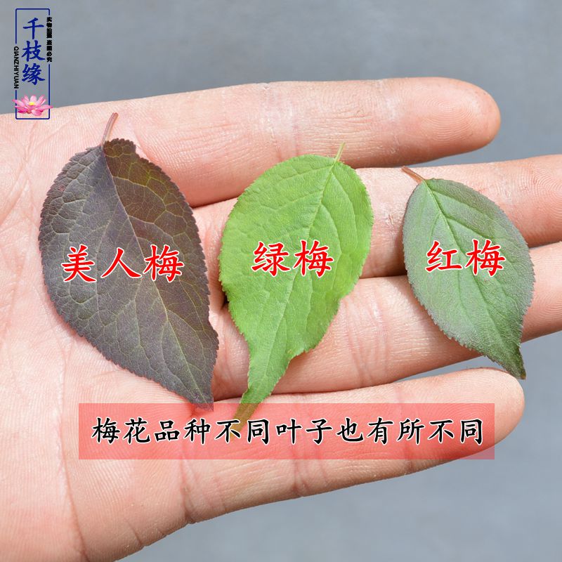 盆栽栀子花冬天怎么养：专家园丁的养护指南