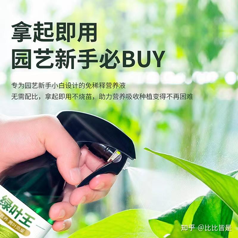 西湖海棠盆栽：养护之道与美学欣赏
