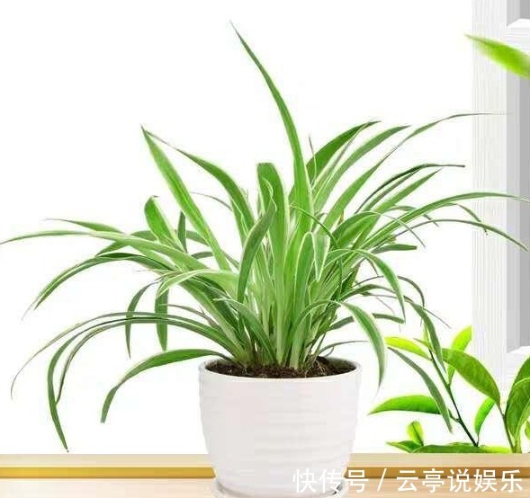 洋葱可以盆栽：家庭种植新选择