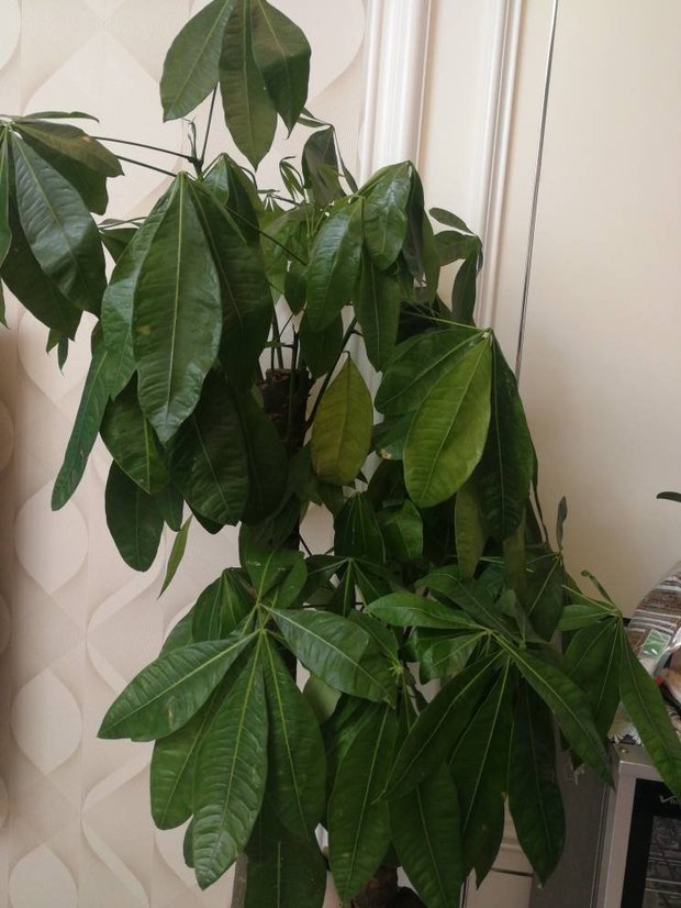 盆栽蔬菜适合种什么菜：开启家庭种植新篇章