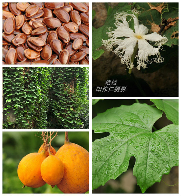 兰花盆栽的养护