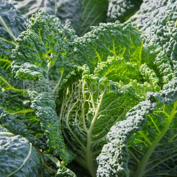 # 山竹怎么种盆栽：家庭种植指南