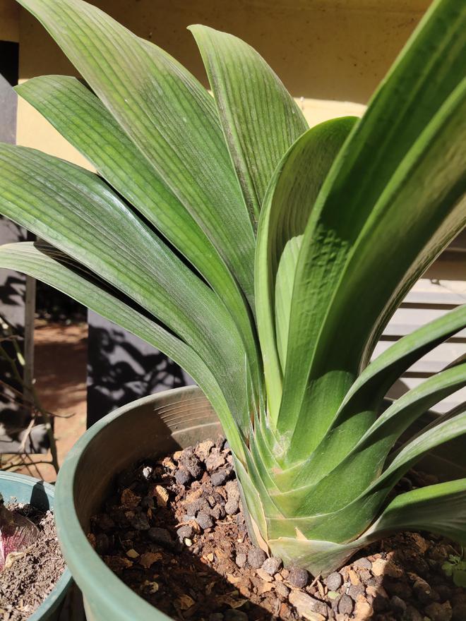 柚子种子制作的小盆栽：家居绿植新选择