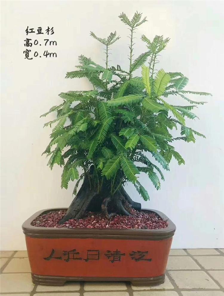 盆栽橘子苗怎么修剪：盆栽养护指南
