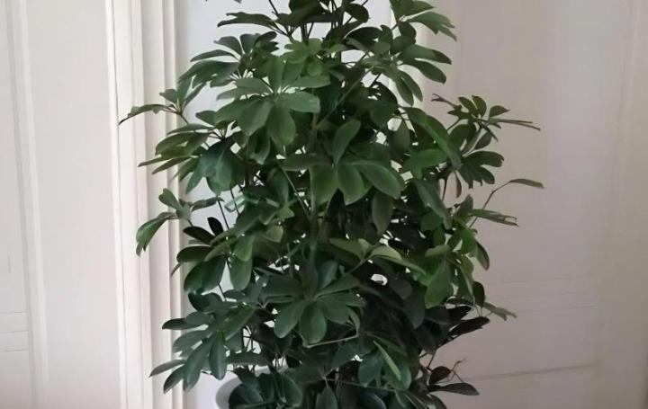 盆栽种番薯：家庭种植新宠