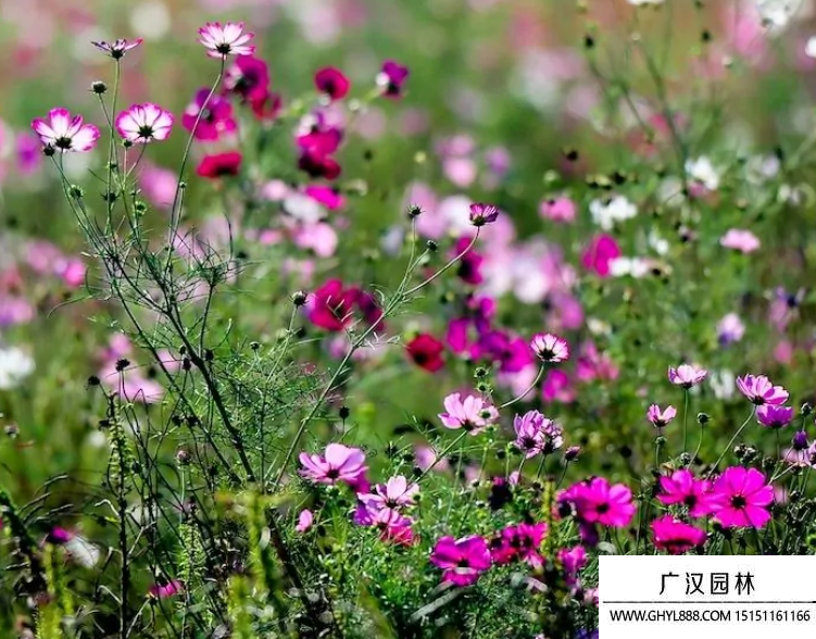 香樟树种子盆栽：种植与养护指南