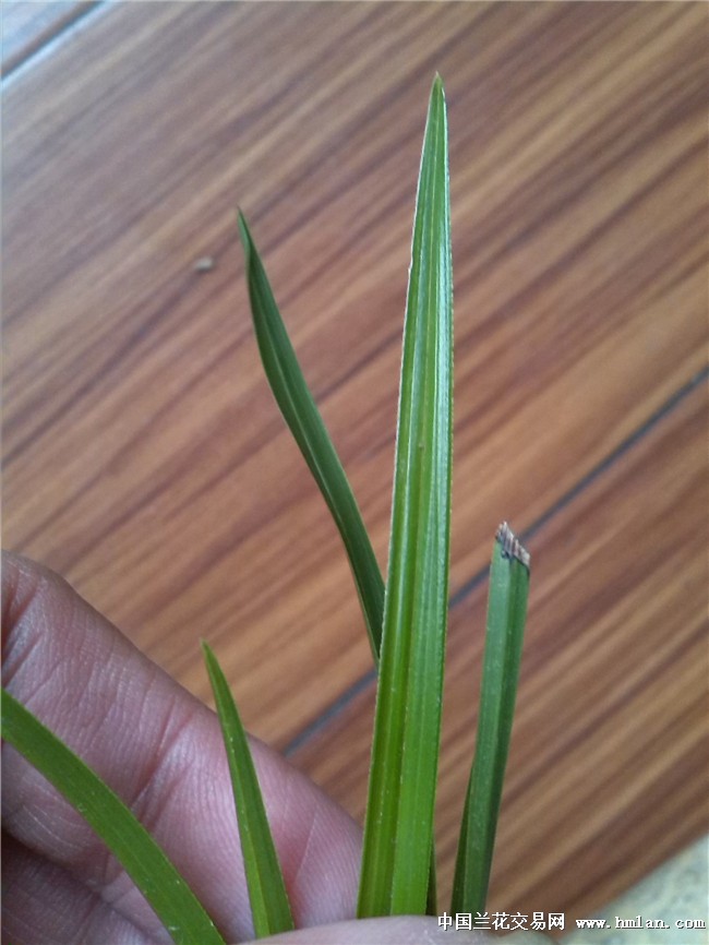 竹节海棠怎样扦插：详解繁殖技巧与养护要点