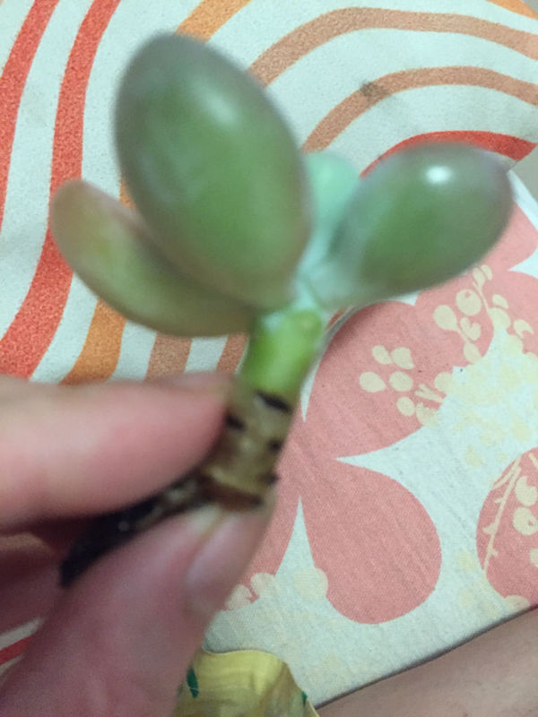 桑叶牡丹如何扦插养殖：掌握技巧，让你的花园增添新成员