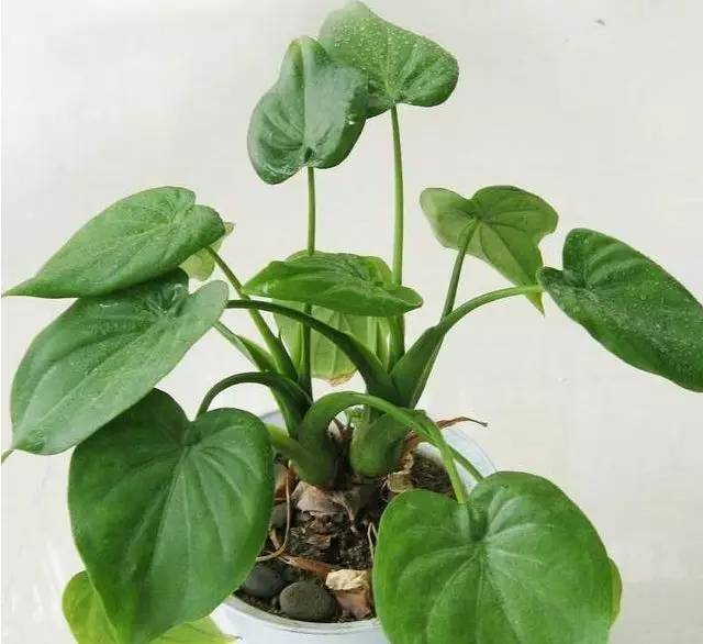 矮牛打顶能扦插：掌握技巧，繁殖无忧