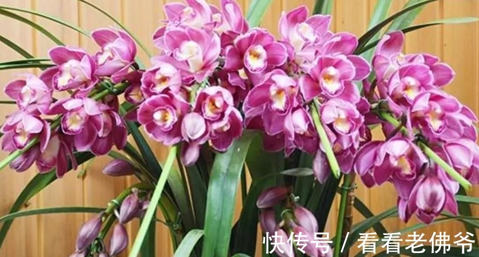 发财树扦插的时间：掌握最佳时机，提高成活率