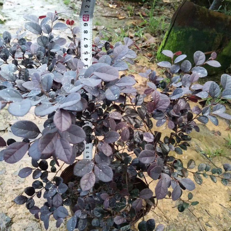 可以扦插的多年生花卉：让您的花园四季常青