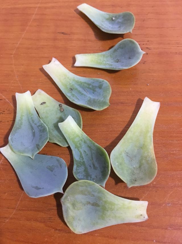 光棍多肉扦插：繁殖新植株的简易指南
