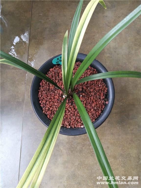 树皮可以扦插吗？探索植物繁殖新方法