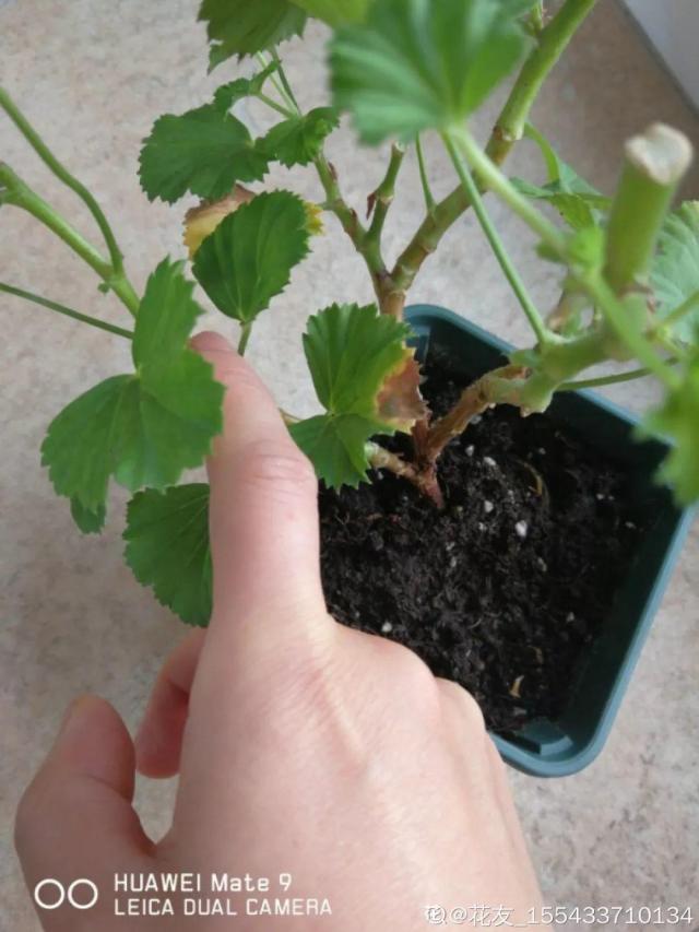 金花扦插方法：繁殖技巧与养护指南