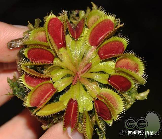 佛珠多肉扦插：繁殖新植株的简易指南