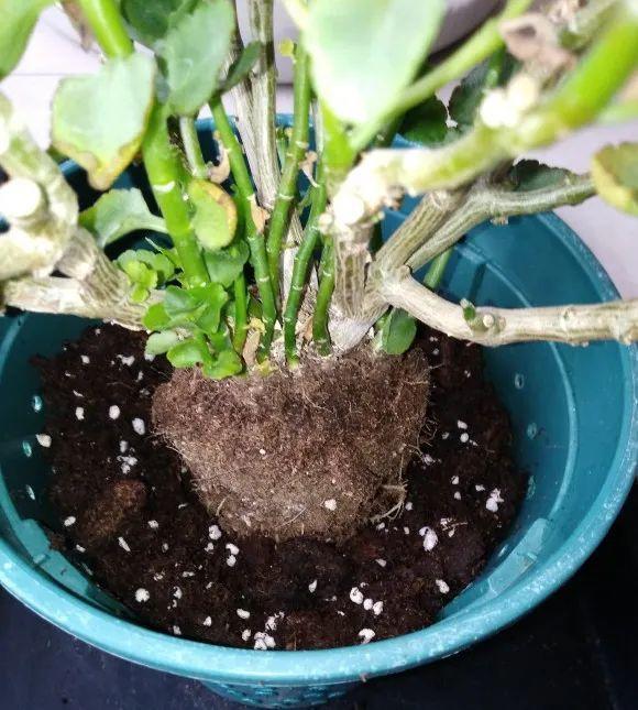 ### 盆栽番茄种植技巧