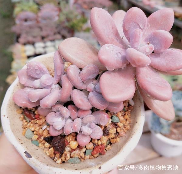 蓝莓扦插用什么：掌握正确方法，提高成活率