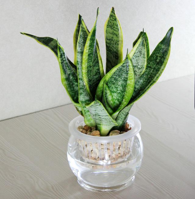 生菜种子怎么种植方法