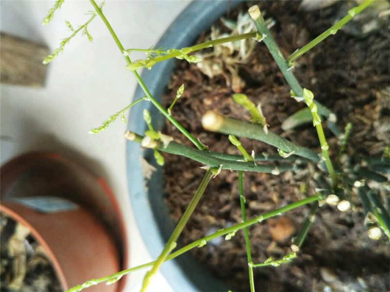 黄皮果种子盆栽：种植技巧与养护指南