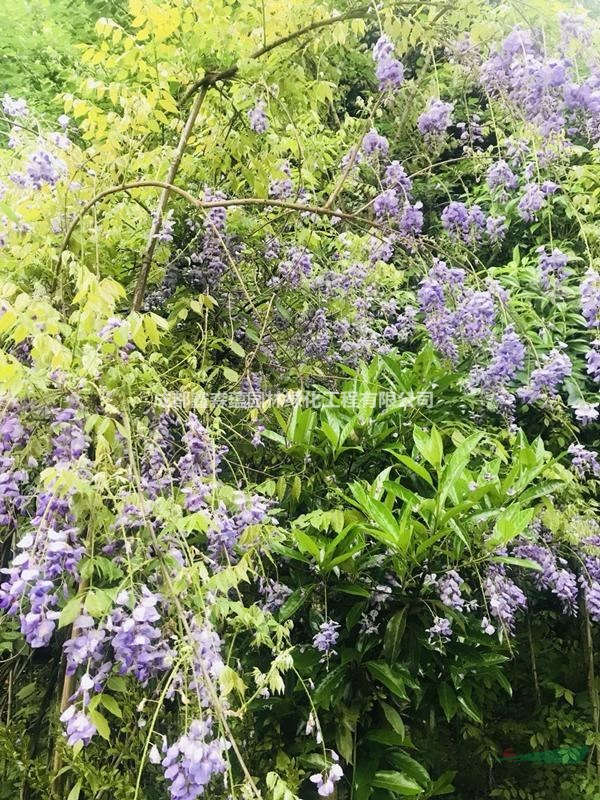 金钱草种植方法技巧