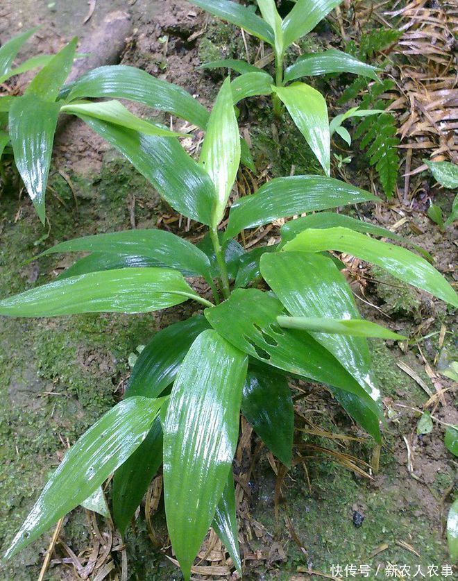 绿植的养护方法