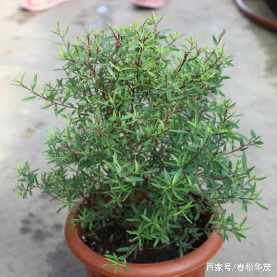 家庭土壤消毒方法：确保植物健康生长的秘诀