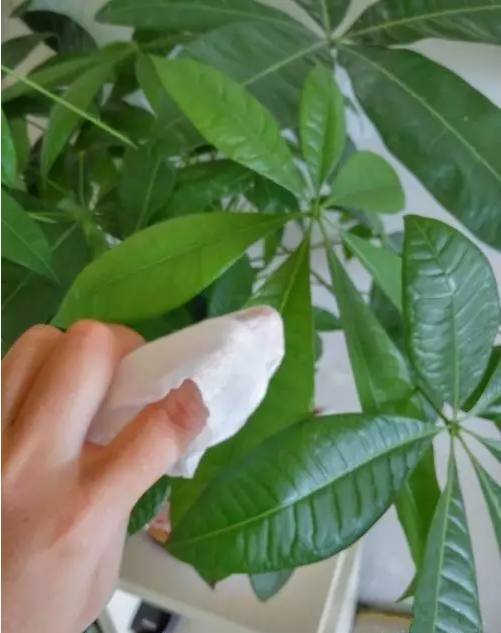 太阳花种子的种植方法