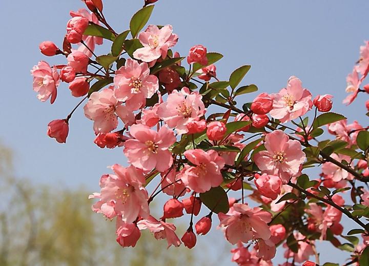 秋天菊花怎么扦插 - 植物养殖园丁指南