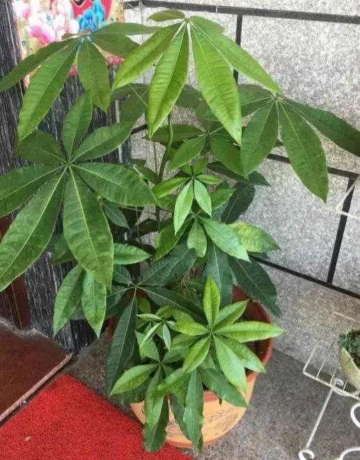芋头怎么种植方法：掌握关键步骤，轻松种植美味芋头