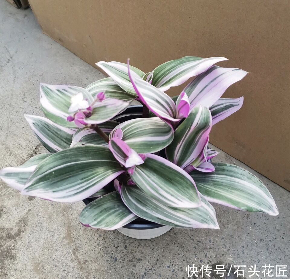 光棍树烂根怎么扦插：专业园丁的养护指南