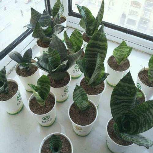 金边吊兰的繁殖方法：简单易懂的养护指南