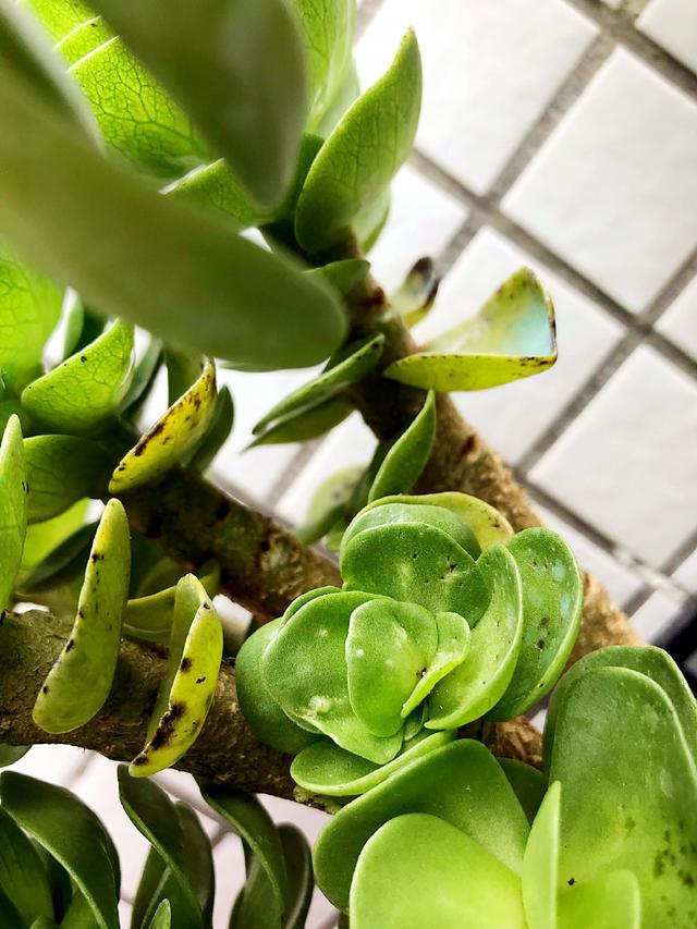 垂吊矮牵牛的栽培方法