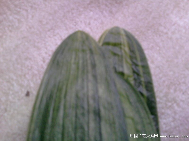 羊皮熟制方法视频：揭秘传统工艺与现代技术相结合