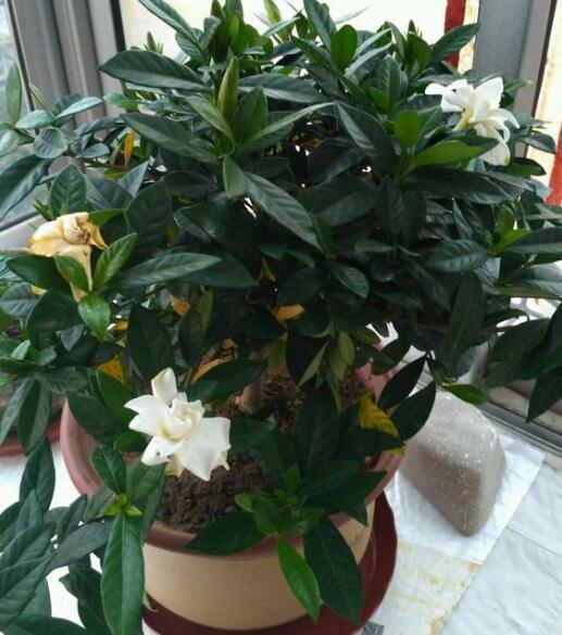 牛油果籽怎么种植方法：家庭种植全攻略