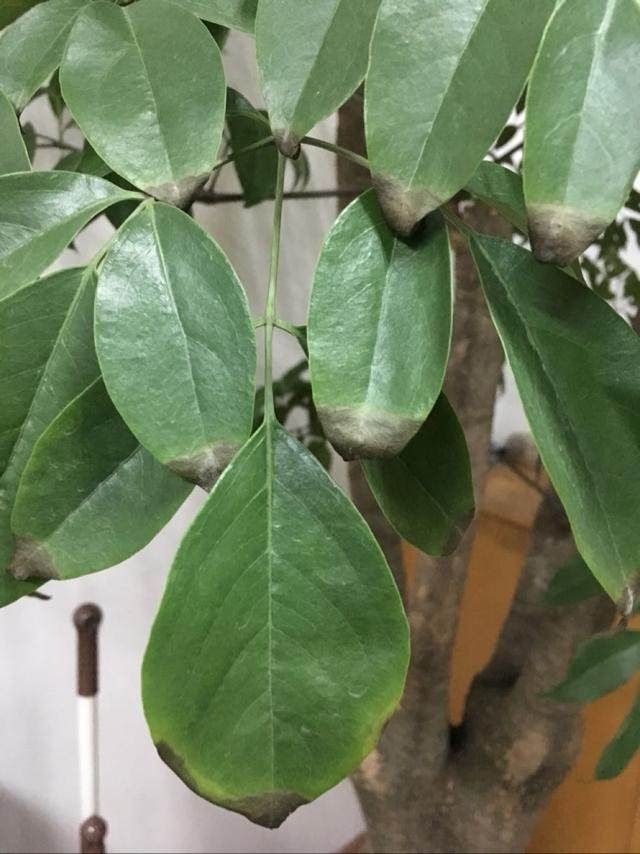 小青菜的种植方法：掌握要领，轻松种出鲜嫩青菜