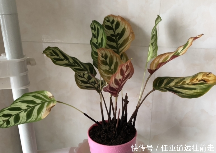 虞美人播种方法：打造春季花园的亮丽风景