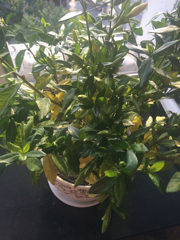 珊瑚盆栽养殖方法：打造家居海洋风情
