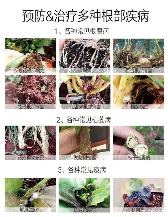 高锰酸钾扦插月季：提高成活率的秘密武器