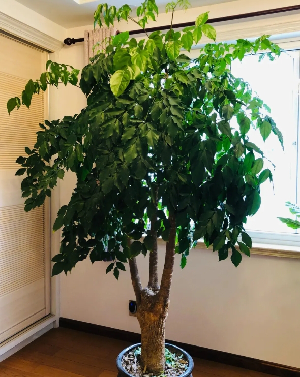 银杏种子盆栽种植方法