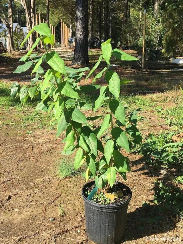 藕的种植方法：掌握要领，丰收在望