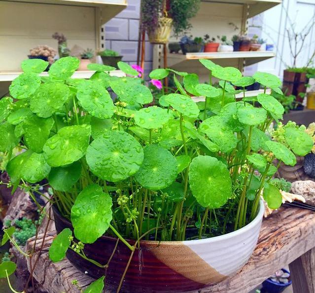 多肉养植方法：打造你的绿色小世界