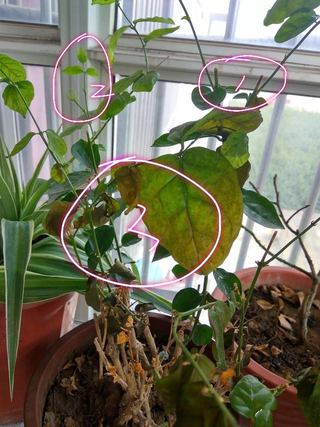高压枝条方法：高效繁殖植物的技巧