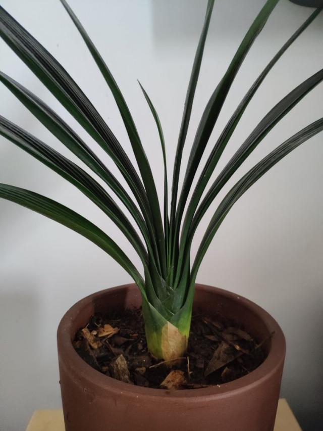 秋蔡的种植方法：掌握技巧，收获丰收