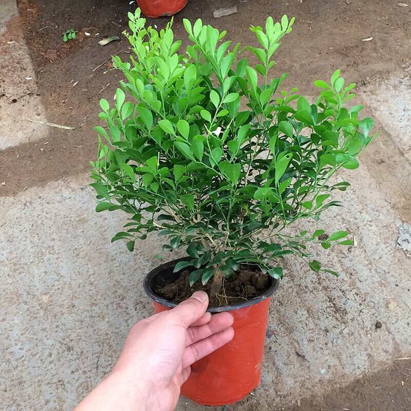 家庭养殖铁树的方法