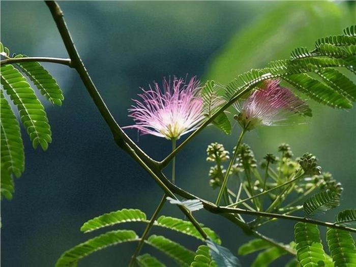 银星秋海棠养殖方法：轻松养出繁茂花株